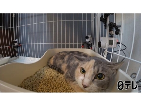 嗚呼!!みんなの動物園ティモンディ前田×激かわ子猫ケージOPENでハプニング!