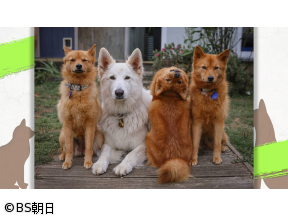 ネコいぬワイドショー