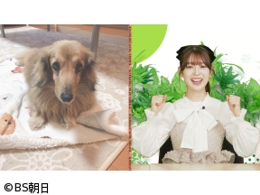 ネコいぬワイドショー 1時間SP　【ゲスト】阪口珠美