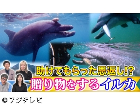世界の何だコレ!?ミステリー▽視聴者投稿!お宝鑑定/恩返し?イルカの贈り物