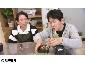 夢が咲く 有吉園芸　「サトウ園芸のパンジー近況報告&簡単サボテンの接木に挑戦」