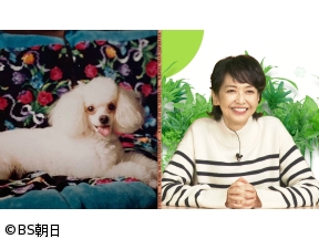 ネコいぬワイドショー　【ゲスト】賀来千香子