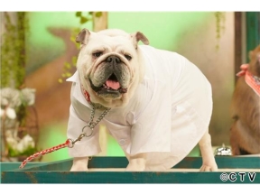 ＭＣニホンザル！人間研究所◆ドラマ「こちら予備自衛英雄補?!」