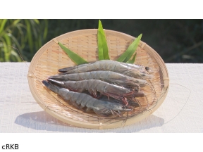 世界一の九州が始まる!▼湯けむり養殖!「純国産」エビの挑戦