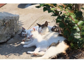 ニャンだ?フル アイランド