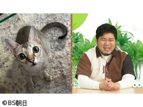 ネコいぬワイドショー　【ゲスト】松井ケムリ(令和ロマン)