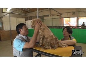 嗚呼!!みんなの動物園2時間SP相葉トリミングに森保監督&青木マッチョ新預かり