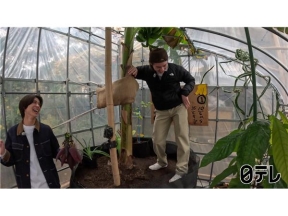 ザ!鉄腕!DASH!!▽真冬の新宿で奇跡のカカオ栽培！松島聡が茶屋コタツづくり