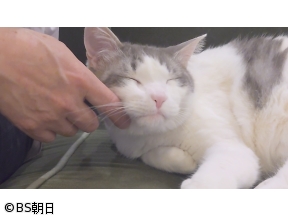 ネコいぬワイドショー　【ゲスト】那須晃行(なすなかにし)