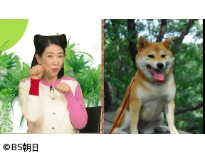 ネコいぬワイドショー　【ゲスト】紺野美沙子