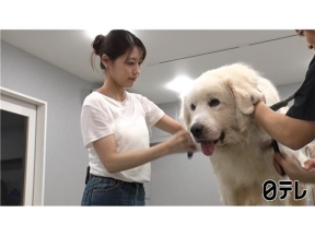 嗚呼!!みんなの動物園みりちゃむ流スゴい猫テク連発&相葉トリミング×有村架純