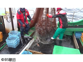 魚が食べたい!　「秋田で脂乗り抜群のマダイ漁へ!さらにハタハタも!?」