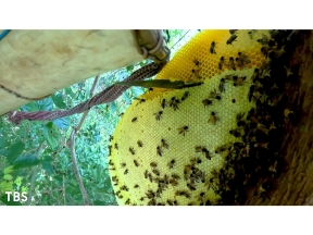 クレイジージャーニー☆究極のハチミツ「ワイルドハニー」探しの旅!前人未踏の山奥へ