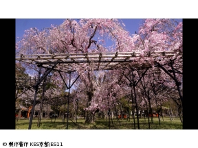 京都浪漫　悠久の物語【写真家と巡る桜の名所〜上賀茂神社・鞍馬寺・平野神社〜】