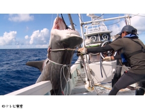 巨大サメ捕獲大作戦!500キロ超怪物vsスゴ腕漁師…南海の壮絶バトル