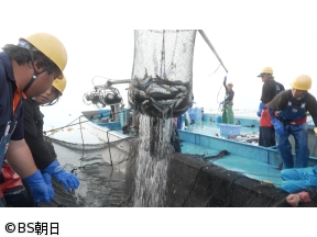 魚が食べたい!　「佐渡島で絶品ヒラメとヤリイカ漁へ!」