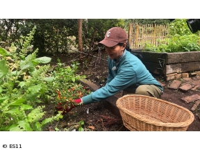 黒谷友香、お庭つくります　アンコール　意外とかわいい食虫植物の寄せ植え