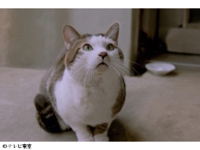 旅と僕と猫　第3話「銚子・女優と猫の海辺の休日」