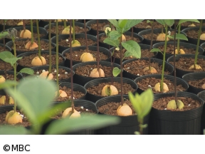 世界一の九州が始まる!　緑の輝き!目指せアボカド王国