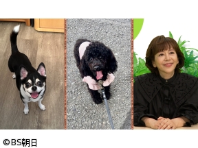 ネコいぬワイドショー　【ゲスト】岩崎良美