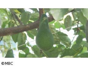 世界一の九州が始まる!　緑の輝き!目指せアボカド王国