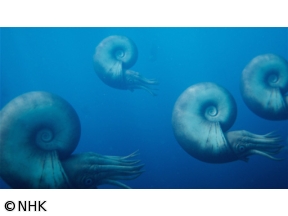 ダーウィンが来た！「恐竜時代の“陰の主役”　アンモナイト大研究」