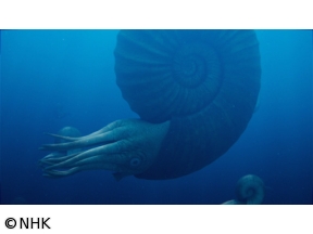 ダーウィンが来た！「恐竜時代の“陰の主役”　アンモナイト大研究」