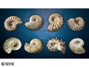 ダーウィンが来た！「恐竜時代の“陰の主役”　アンモナイト大研究」