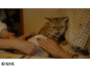 ネコメンタリー　猫も、杓子（しゃくし）も。　小路幸也とメイ