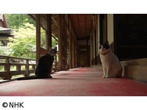 岩合光昭の世界ネコ歩き　高野山　和歌山