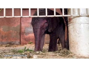 ダーウィンが来た！「挑め初出産！　動物の赤ちゃん大特集」