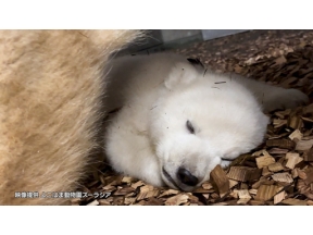 ダーウィンが来た！「挑め初出産！　動物の赤ちゃん大特集」
