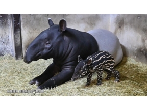 ダーウィンが来た！「挑め初出産！　動物の赤ちゃん大特集」