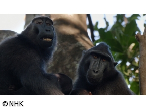 ワイルドライフ　秘密のメッセージ　生きものたちのコミュニケーション