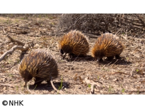 ワイルドライフ　秘密のメッセージ　生きものたちのコミュニケーション