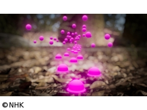 ワイルドライフ　秘密のメッセージ　生きものたちのコミュニケーション