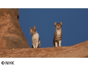 岩合光昭の世界ネコ歩き　カッパドキア〜トルコ〜