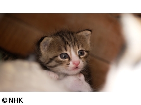 岩合光昭の世界ネコ歩き　カッパドキア〜トルコ〜