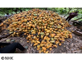 所さん！事件ですよ　クリスマスSP