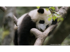 地球ドラマチック　シリーズ　中国　野生の楽園　パンダの暮らす森で