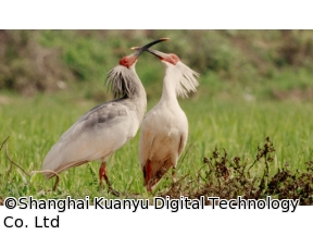 地球ドラマチック　シリーズ　中国　野生の楽園　パンダの暮らす森で