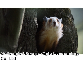 地球ドラマチック　シリーズ　中国　野生の楽園　パンダの暮らす森で