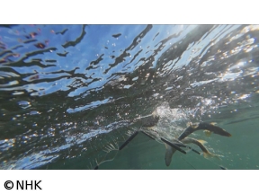 さわやか自然百景　新春特集　川の国　日本　水が紡ぐ命