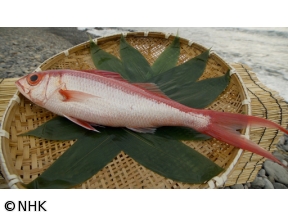 釣りびと万歳　底どり極めオナガダイと勝負!〜木ノ本嶺浩　静岡・南伊豆町〜