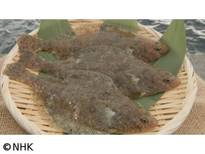 釣りびと万歳　ヒガレイは小突いて誘え〜どぶろっく・江口直人　岩手・大船渡〜