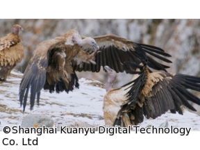 地球ドラマチック　シリーズ　中国　野生の楽園　チベット高原に生きる