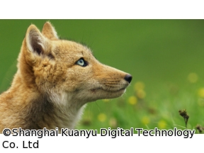 地球ドラマチック　シリーズ　中国　野生の楽園　チベット高原に生きる