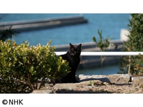 岩合光昭の世界ネコ歩き　三河