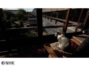 岩合光昭の世界ネコ歩き　三河