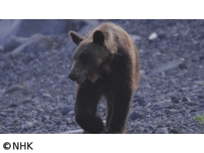 ダーウィンが来た！「最新報告　“ヒグマの楽園”の異変」